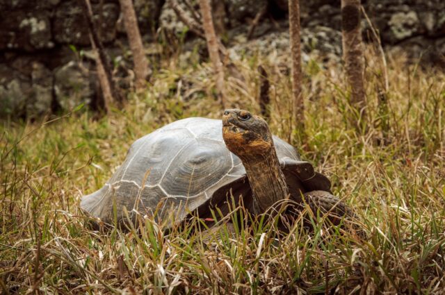 Floreana giant tortoise ready to be reintroduced