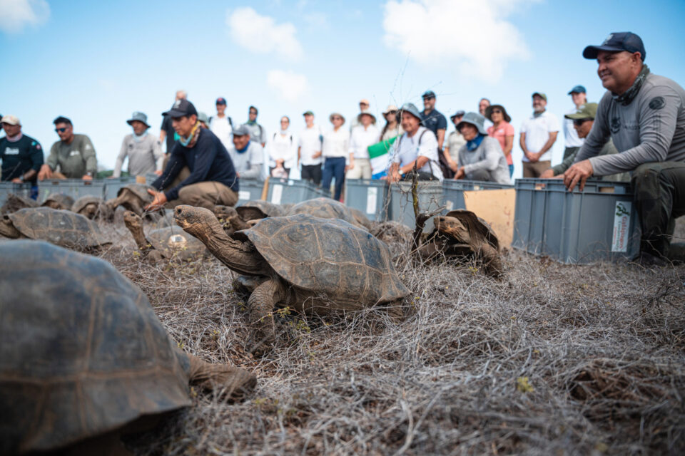 Floreana giant tortoises are released back onto the island, February 2026