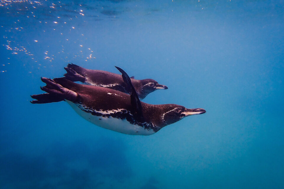 Galapagos penguins off Floreana