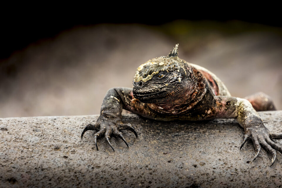Marine iguana