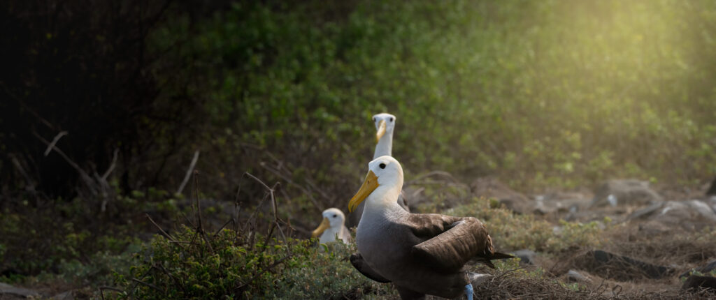 Waved albatrosses on Española