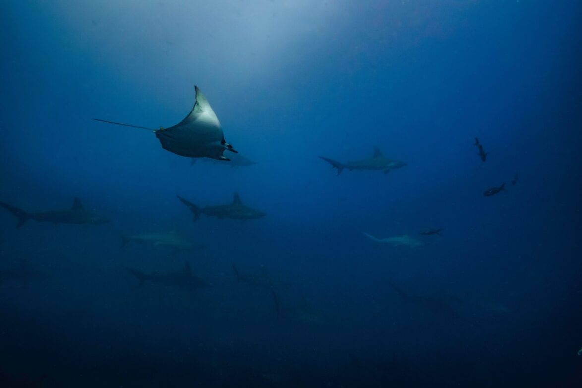 Sharks and rays in Galapagos