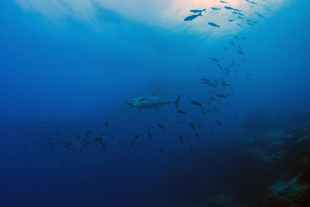 Bluefin tuna in Galapagos
