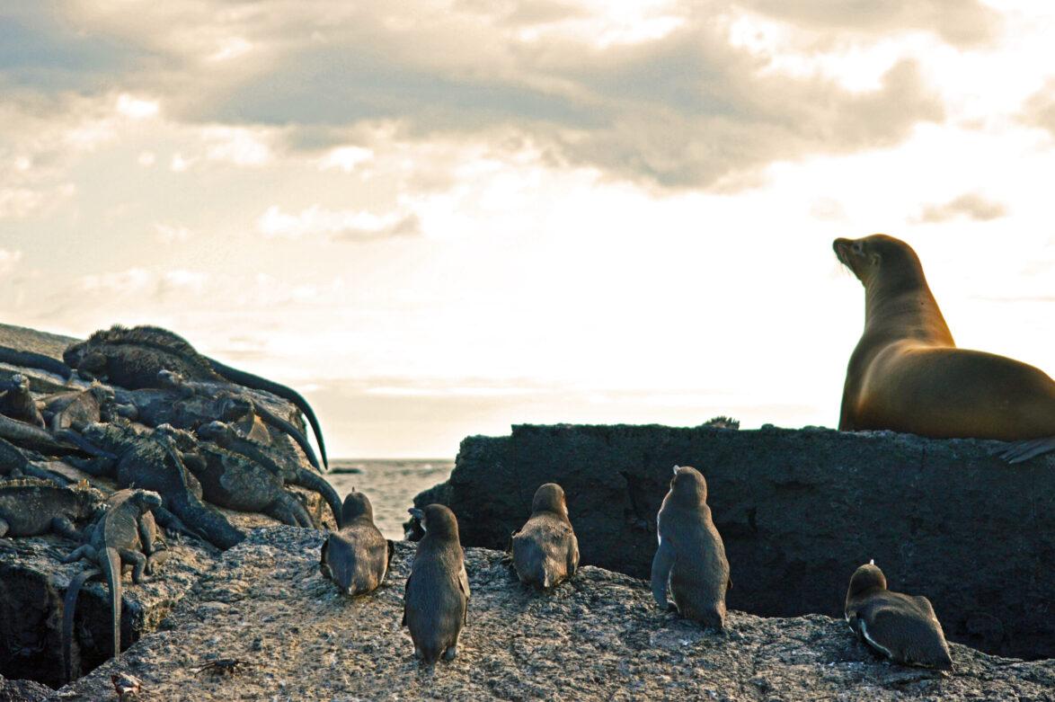 Galapagos penguins, marine iguanas and sea lion at sunset