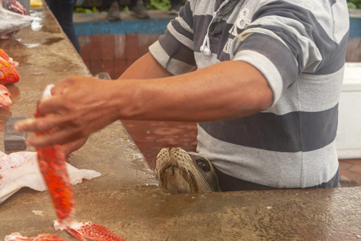 Sea lion at fish market (Santa Cruz)